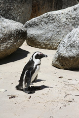 Naklejka premium Jackass Penguin. Boulder Beach. South Africa 