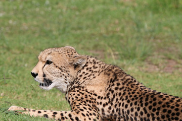 Naklejka na ściany i meble Cheetah in South Africa
