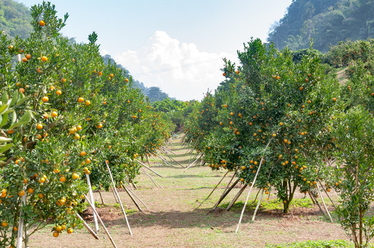 Orange farm in the north of Thailand