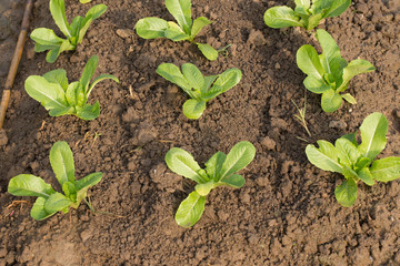 Rows of turnip plants in a cultivated farmers field