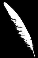 isolated single white feather from wing