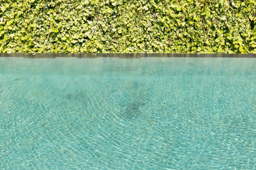 Green leaf background vine wall with Green swimming pool rippled