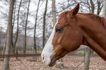 Profile of a horse