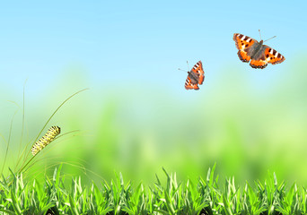 Green grass, caterpillar and butterfly