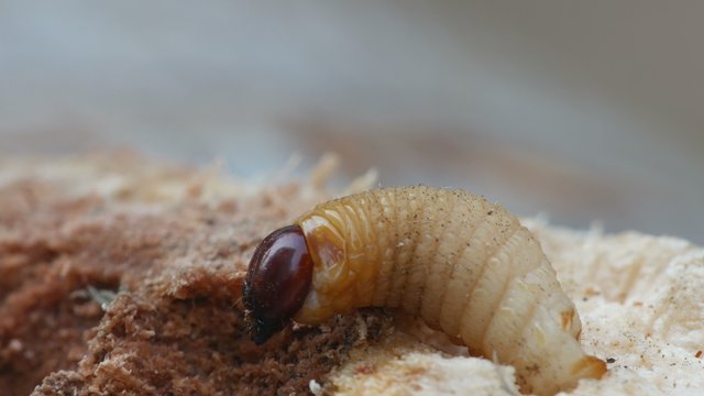 larva of bark burrow beetle is slowly moving on the tree bark