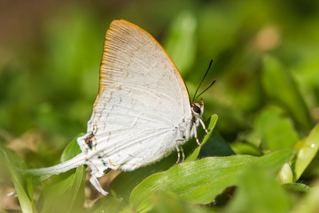 Beautiful white butterfly on green grasses (Common Imperial, Che