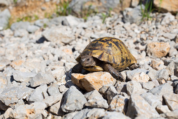 Snapping Turtle.
