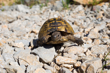 Snapping Turtle.