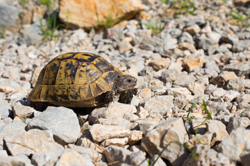 Snapping Turtle.