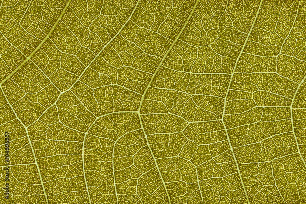 Aufkleber Design on leaf texture for pattern and background