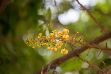 Cannonball tree flower