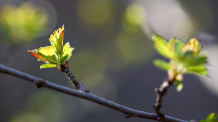 Young leaves on a tree branch