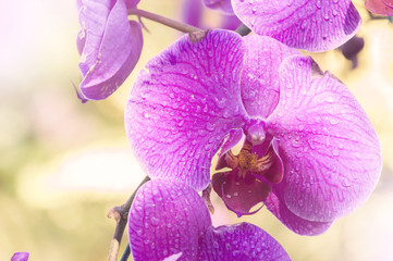 Beautiful Orchids