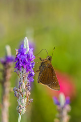Beautiful butterfly on purple flower
