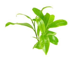 Green tea leaf isolated on white background