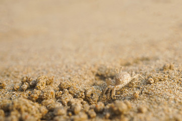 Fototapeta na wymiar Ghost crab on sand beach