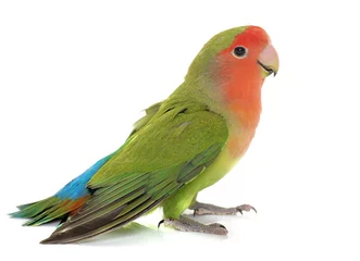 Selbstklebende Fototapete Papagei Peach sah Lovebird an