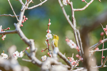 梅とメジロ