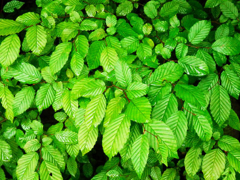 detail photography of green beech leaves