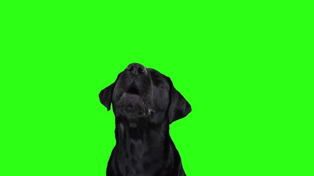 Black dog that barks on a green background.