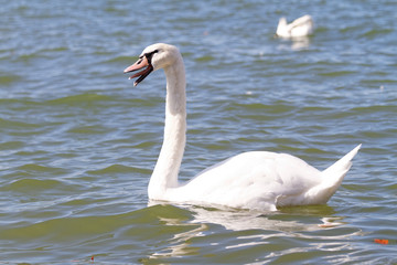 White swan