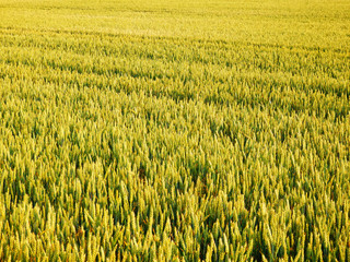 color photography of summer grain field