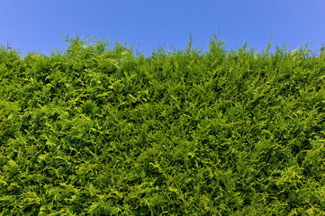 Thujahecke und blauer Himmel
