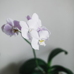 Obraz na płótnie Canvas Beautiful Orchid flower