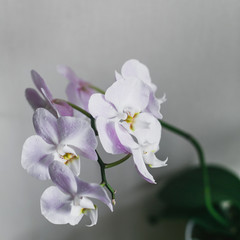 Fototapeta na wymiar Beautiful Orchid flower