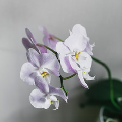 Fototapeta na wymiar Beautiful Orchid flower