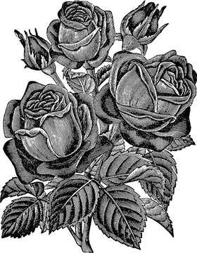 Vintage drawing rose
