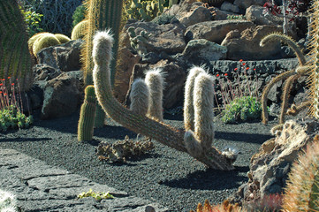 Oreocereus trollii au jardin de cactus de Guatiza à Lanzarote