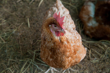 Chicken in the farm
