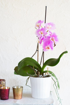 Pink potted phalaenopsis on white table against white stucco wall. Selective focus on flowers.