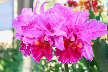 Closeup of pink orchid phalaenopsis. Bouquet of flowers orchids.