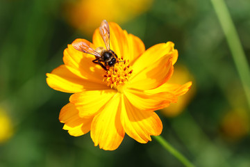 Bee in flower bee amazing,honeybee pollinated of yellow flower