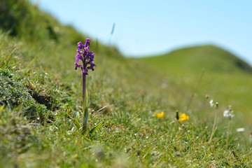 Green-winged orchid (Anacamptis morio). An orchid in flower on short grassland on the British coast meadow. Rare plant in the family Orchidaceae