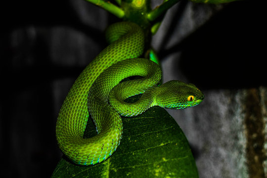Green snake was sleeping near the wall, Thailand.