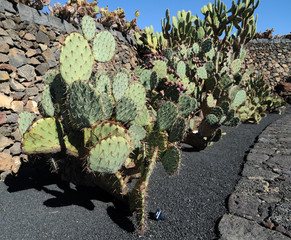 Opuntia mojavensis au jardin de cactus de Guatiza à Lanzarote