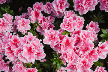 Pink azalea flower blooming background