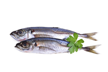 isolated horse mackerel