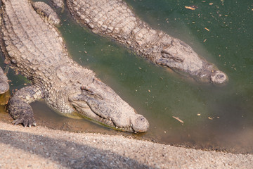 Two Crocodiles at Pond