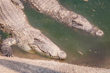 Two Crocodiles at Pond