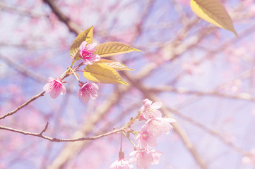sakura, the famouse flower of Thailand