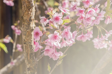 sakura, the famouse flower of Thailand