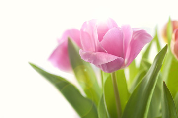 pink tulips on white background in morning sunlight