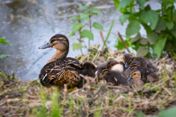 Mother and chicks in Spring