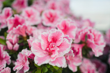 Pink azalea flower blooming all over the field