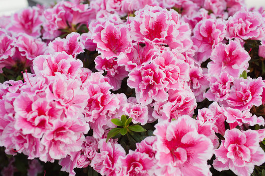 Pink azalea flower blooming all over the field