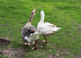 Two adult geese.